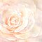 Posterazzi Blush Rose Closeup I Poster Print by Cynthia Coulter